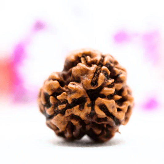 3 Mukhi Sidhi Rudraksha with silver cap