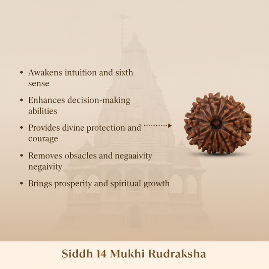 14 Mukhi Rudraksha Benefits