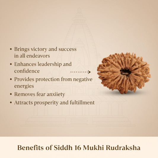 16 Mukhi Rudraksha Benefits