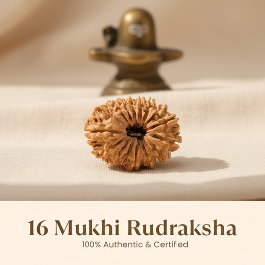 16 Mukhi Rudraksha Hero