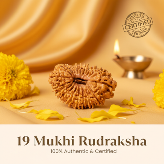 19 Mukhi Rudraksha - Yellow Background