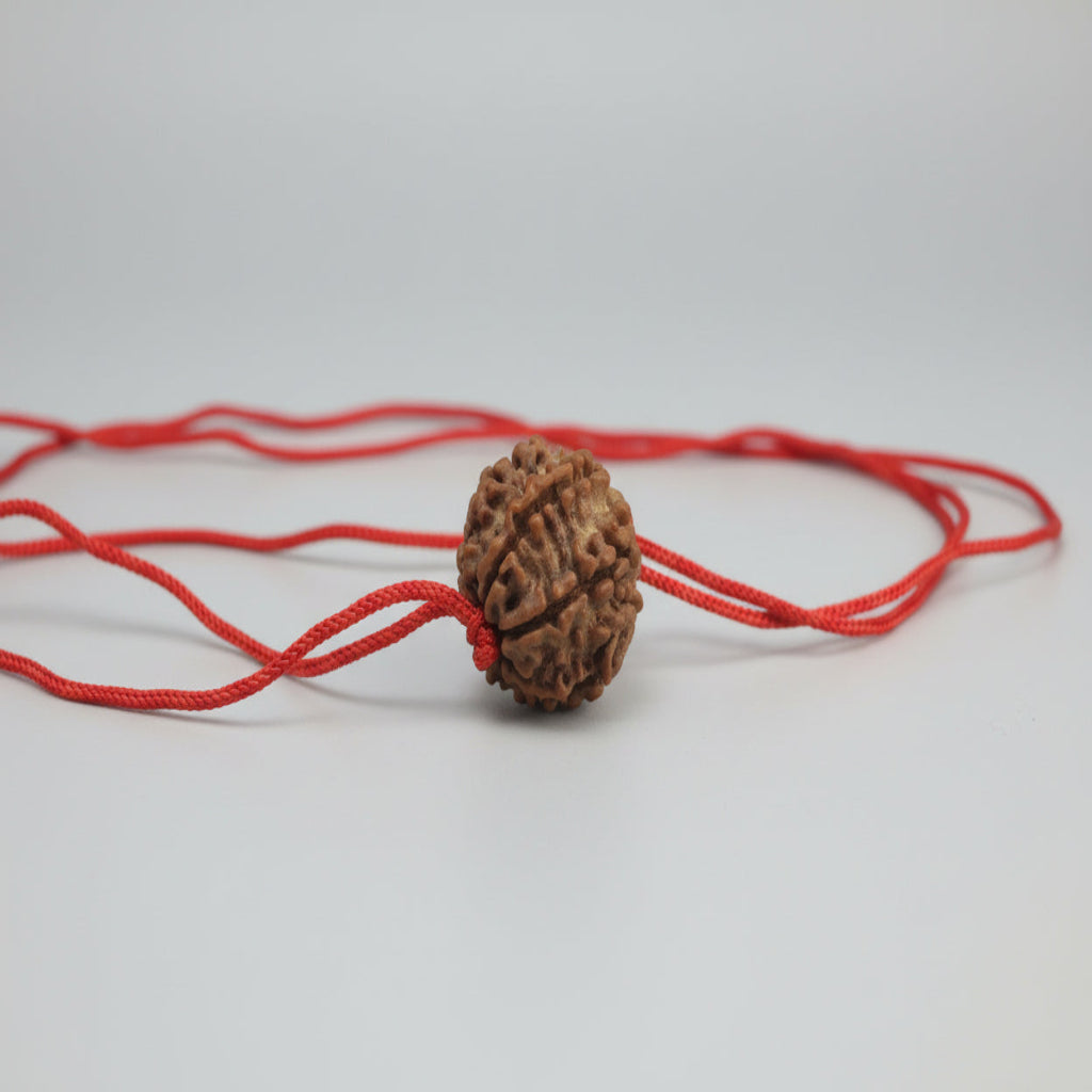 Single 7 Mukhi Rudraksha (Laal Dhaga)