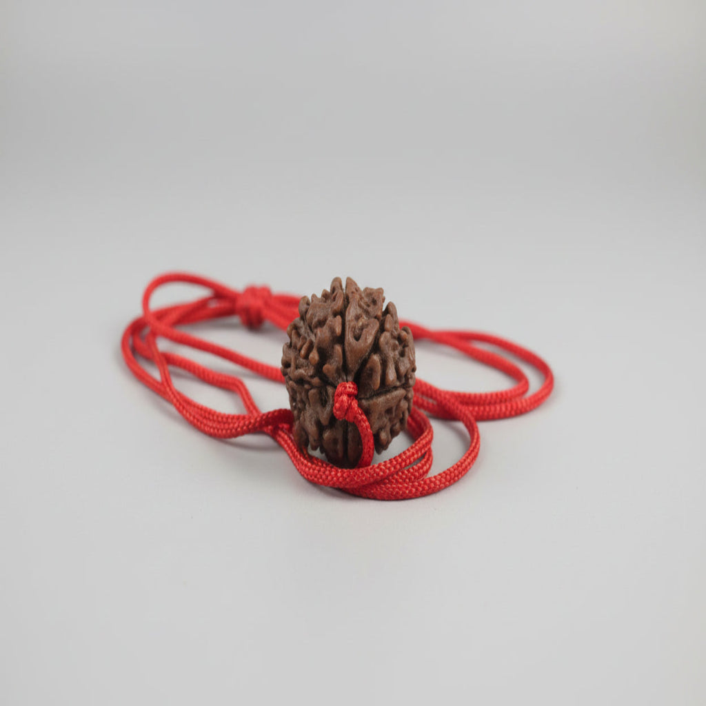 Single 7 Mukhi Rudraksha (Laal Dhaga)