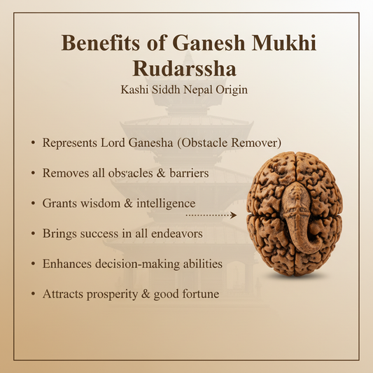 Ganesh Mukhi Rudraksha Benefits