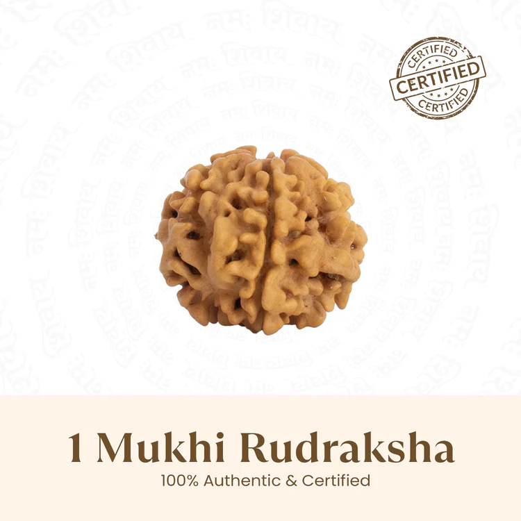 The Power of 1 Mukhi Rudraksha
