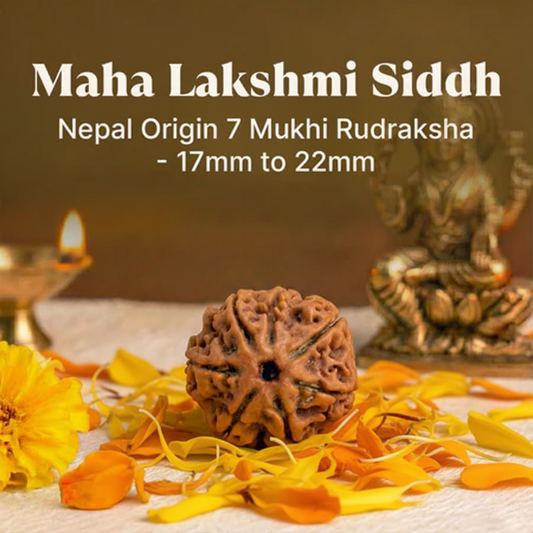 Maha Lakshmi Siddh 7 Mukhi Rudraksha