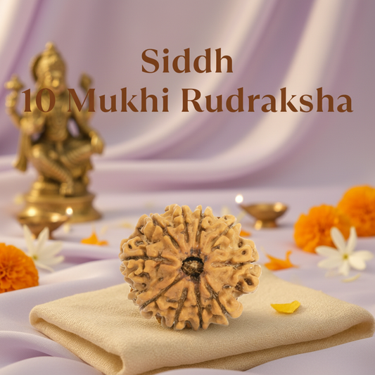 Siddh 10 Mukhi Rudraksha - Clean Pastel Background