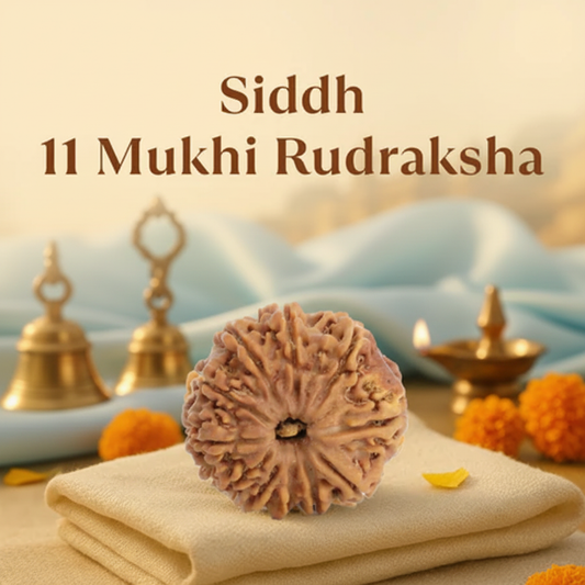 Siddh 11 Mukhi Rudraksha - Clean Pastel Background